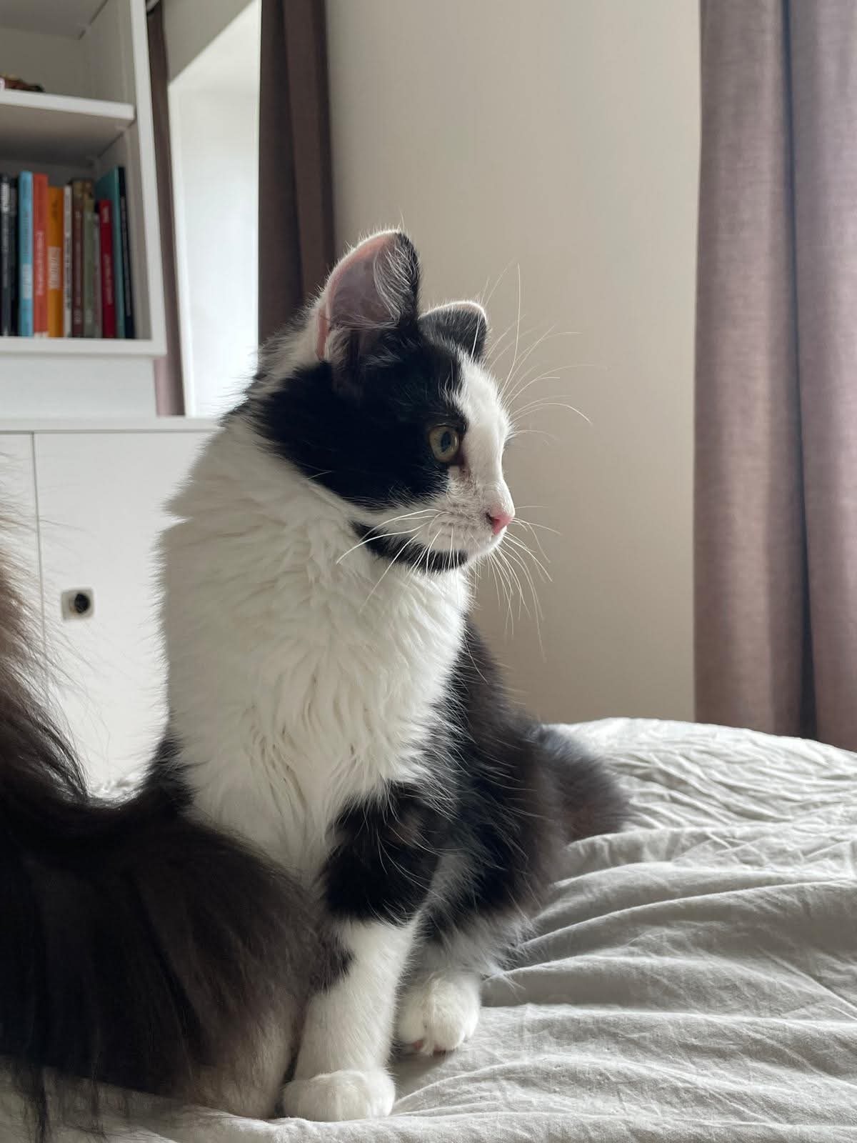 Adoption Berlioz