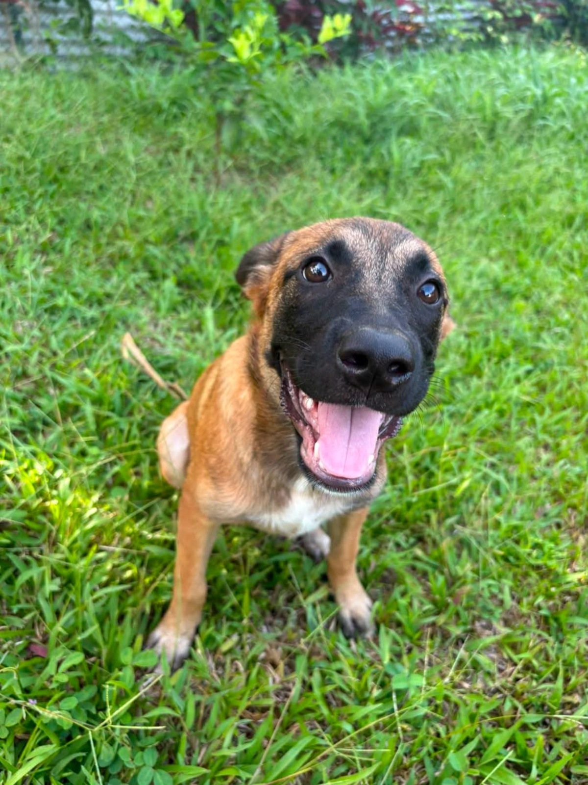 Adoption Soleya