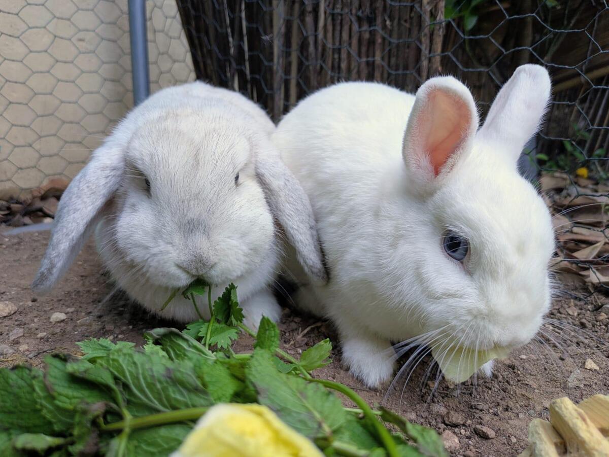 Adoption Perle et Nacre