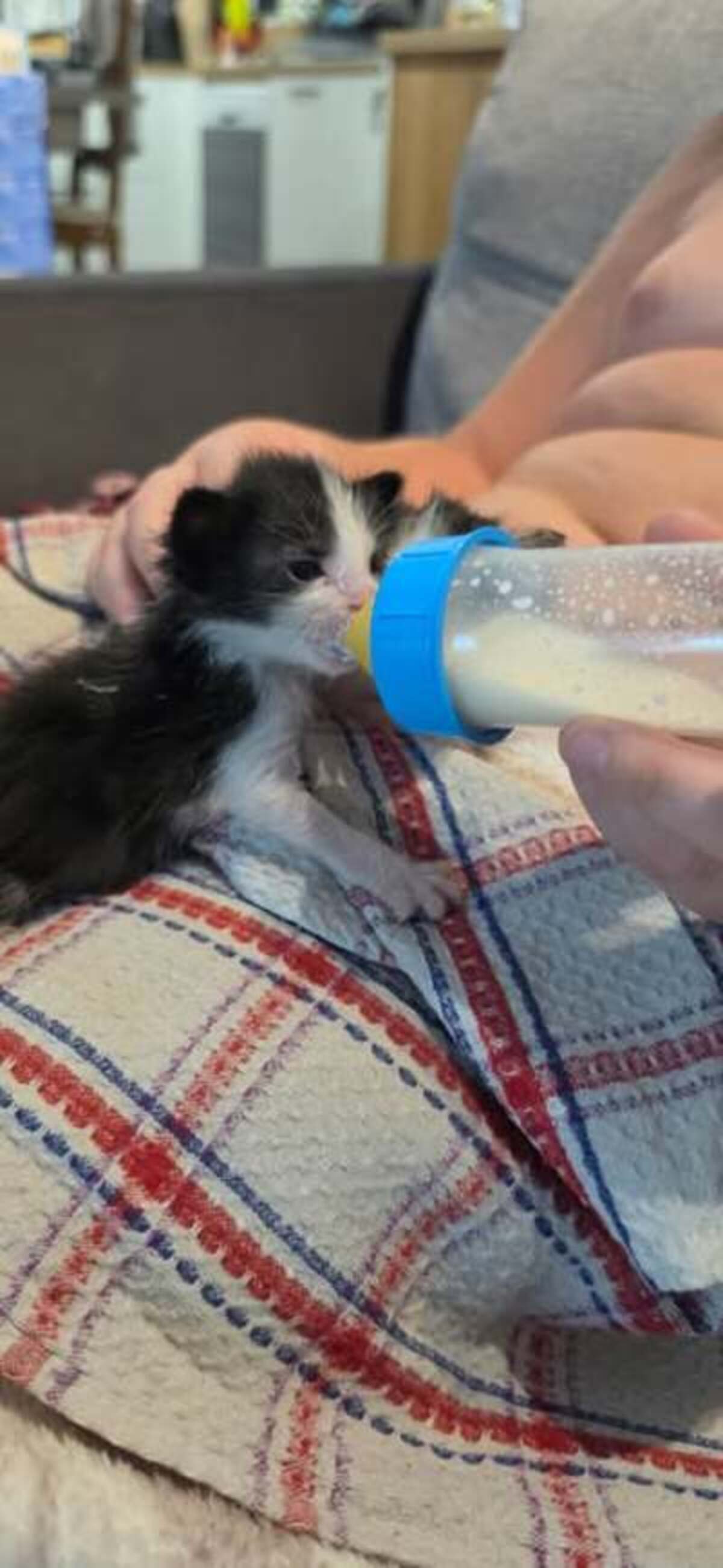 Adoption Babouche