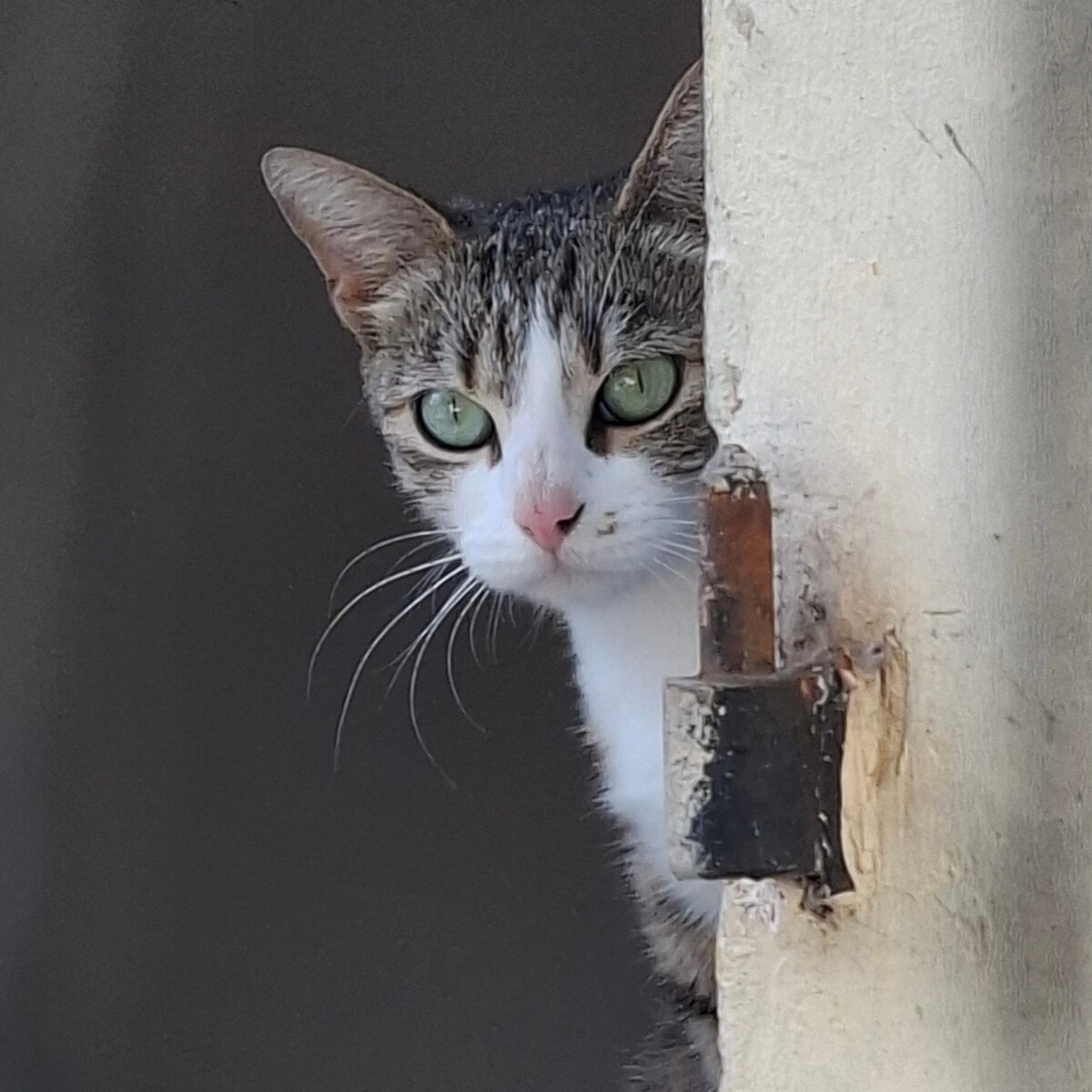 Adoption Borgia