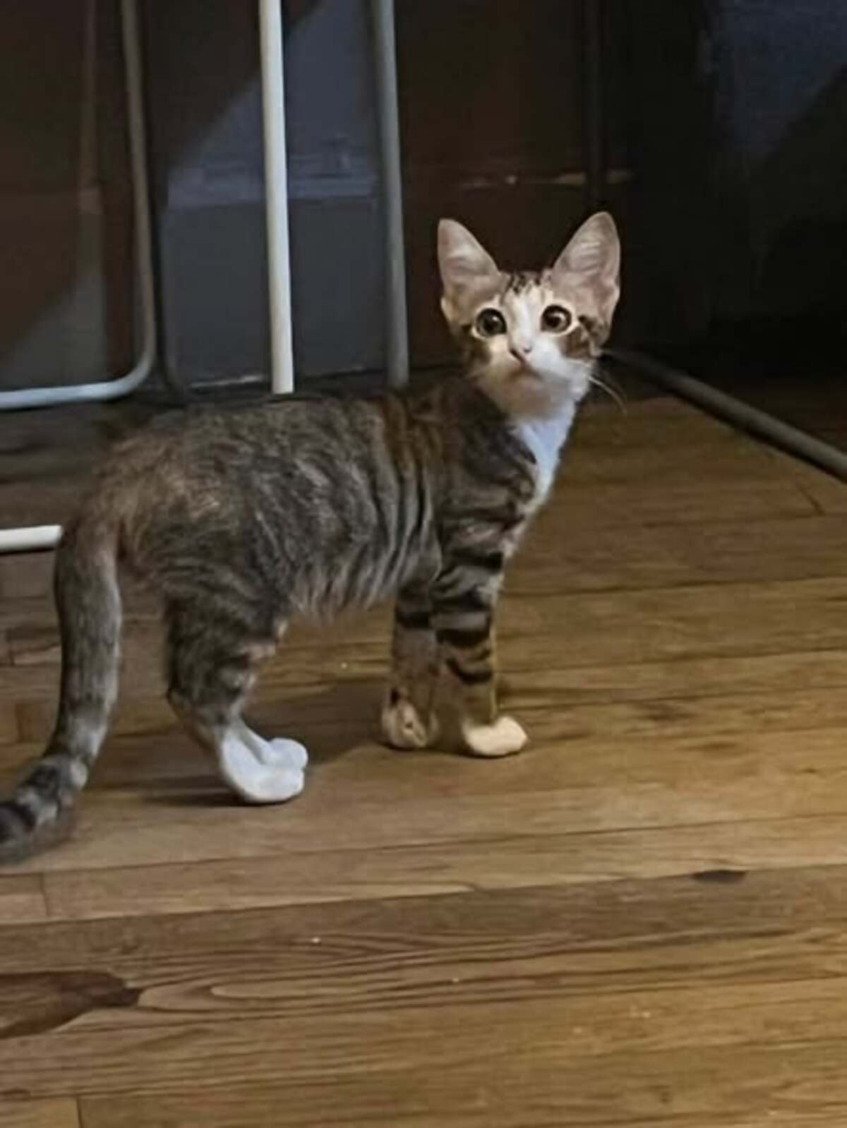 Adoption Thelma