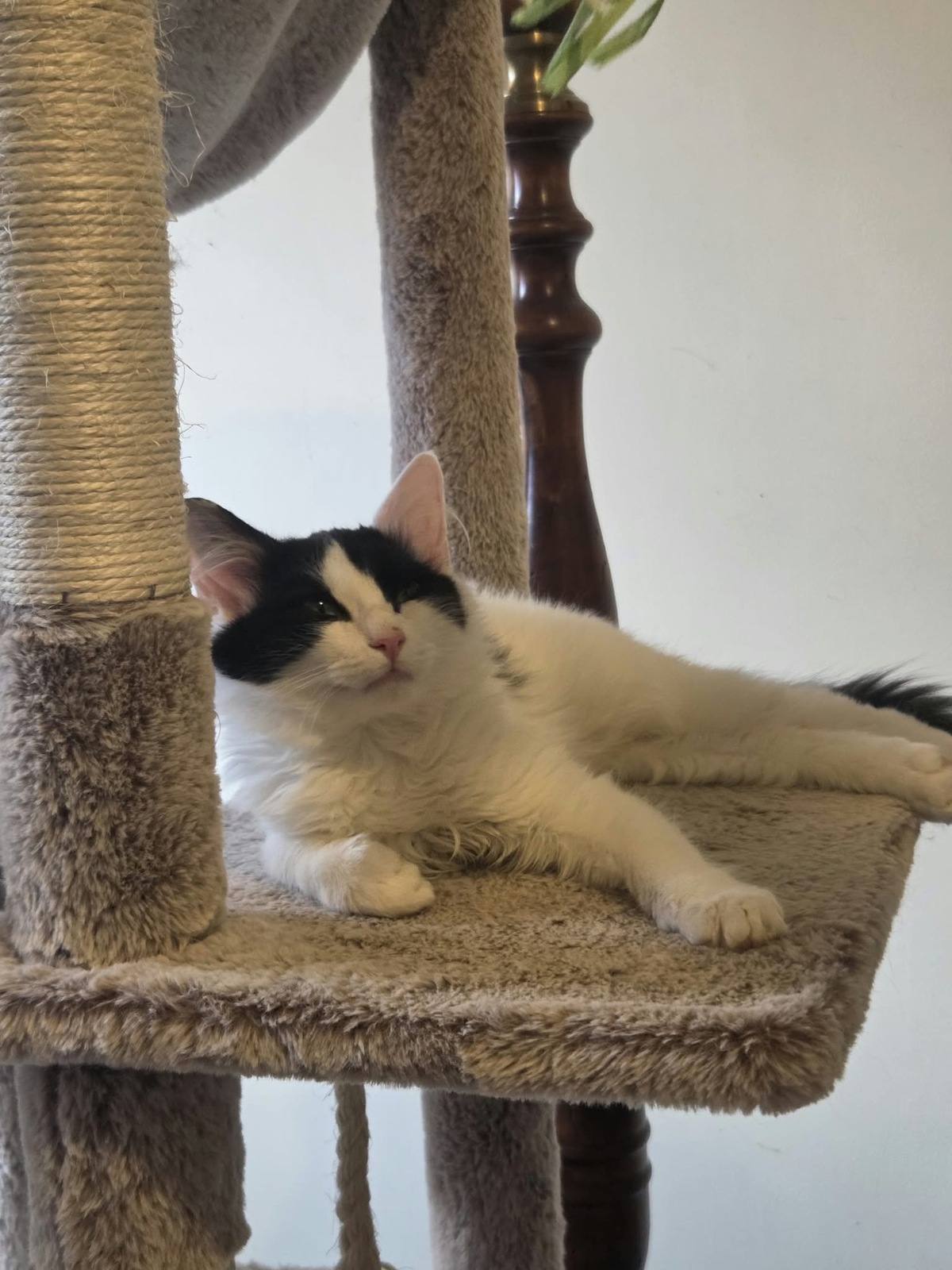 Adoption Pompon