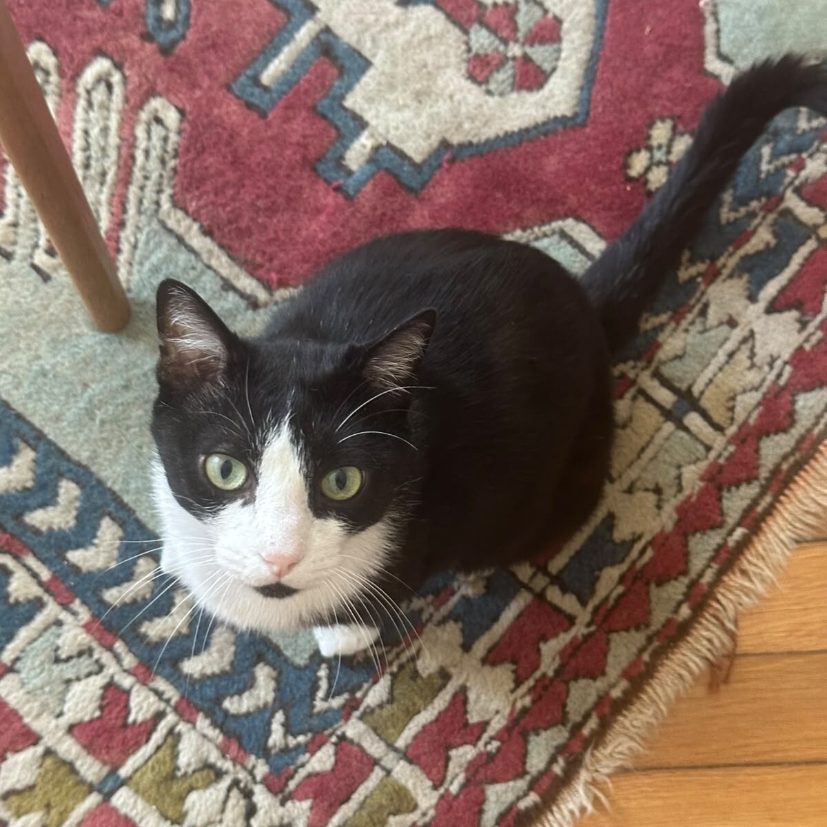 Adoption Marius