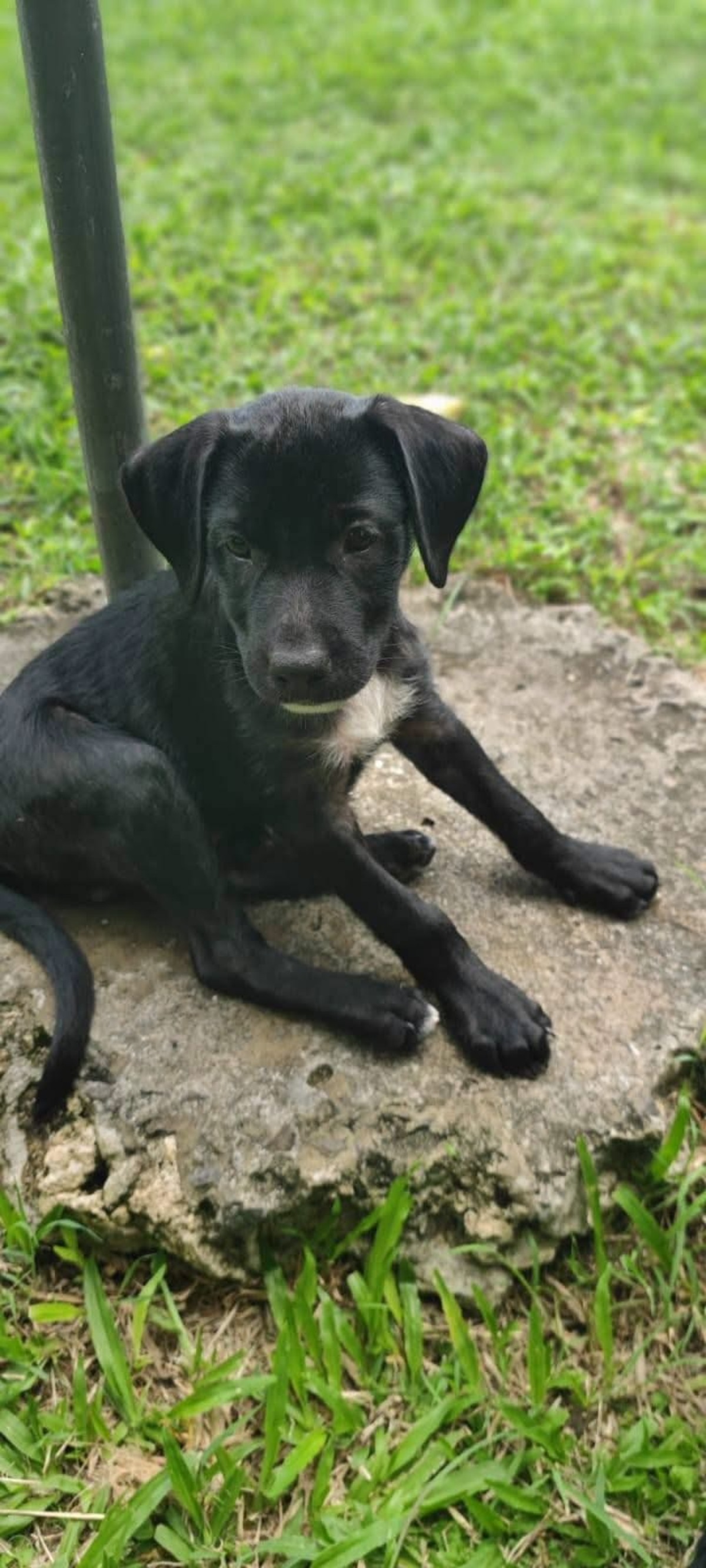 Adoption Bongo