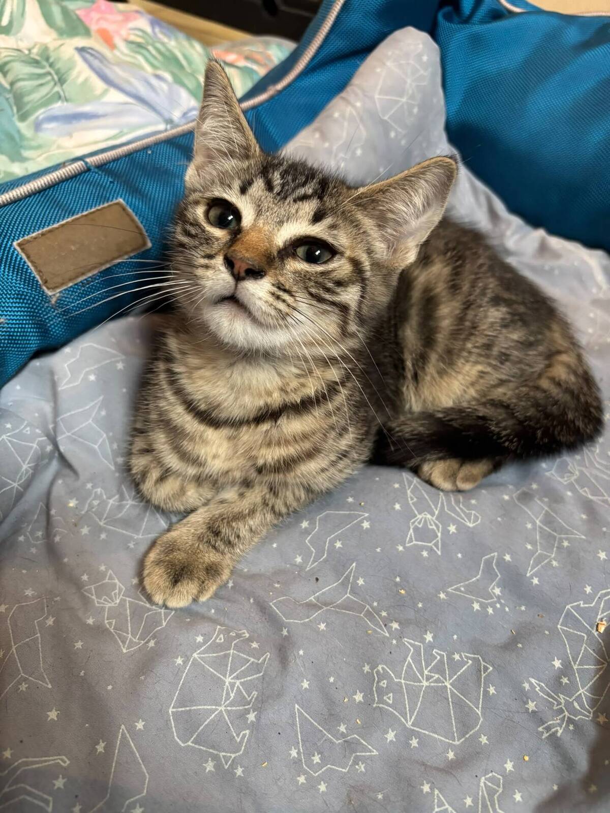 Adoption Skinou