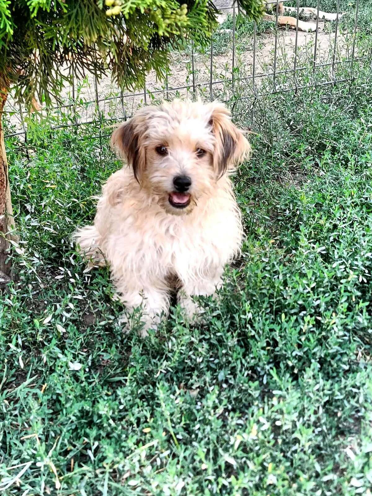 Adoption Locky
