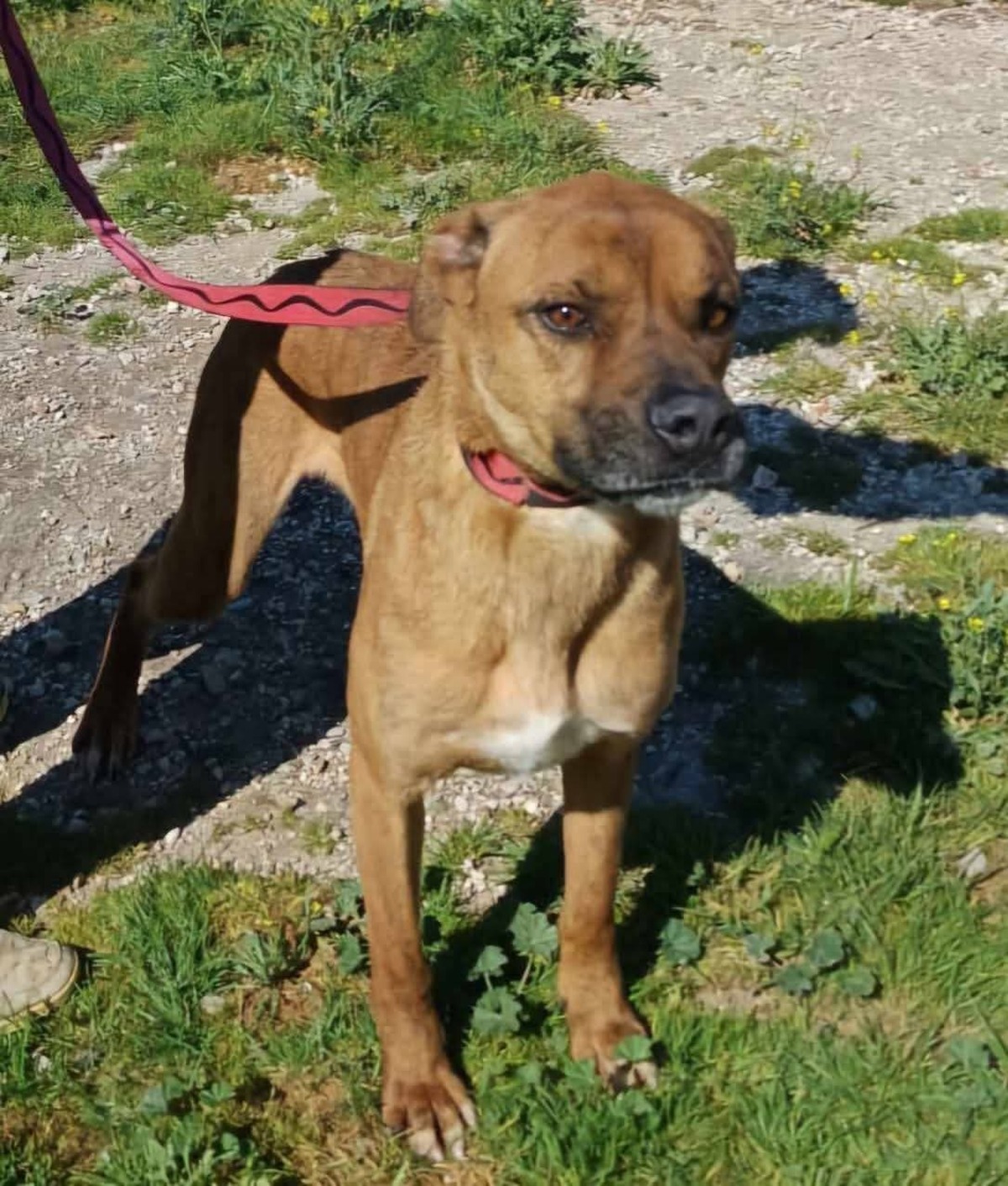 Adoption Brownie