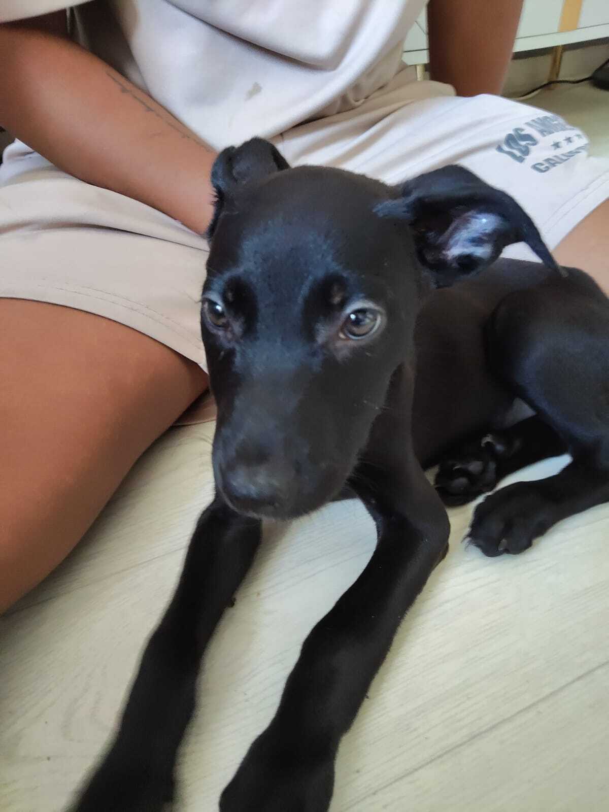 Adoption Alma