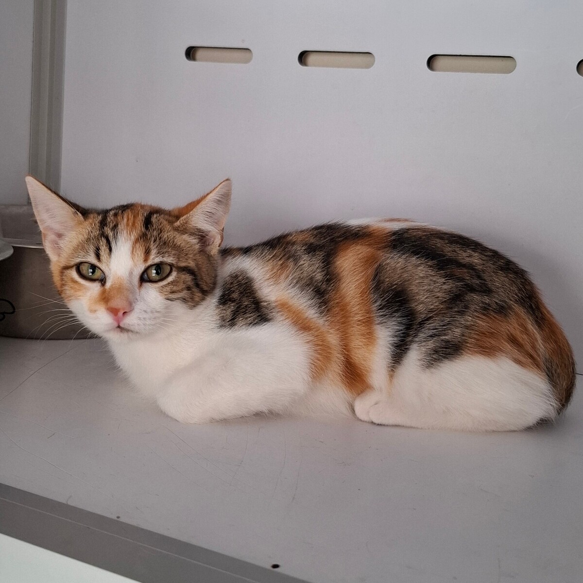 Adoption BELOTE