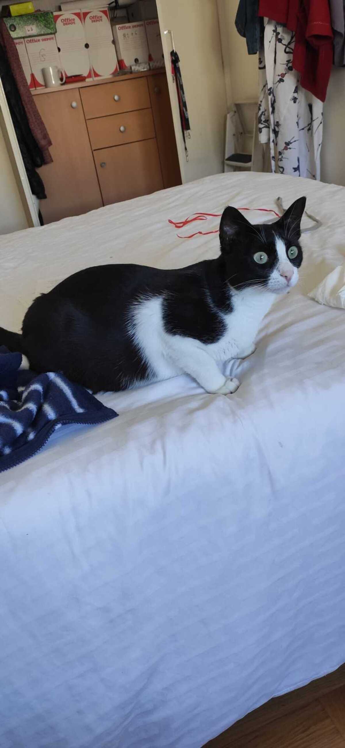 Adoption Minouchka 