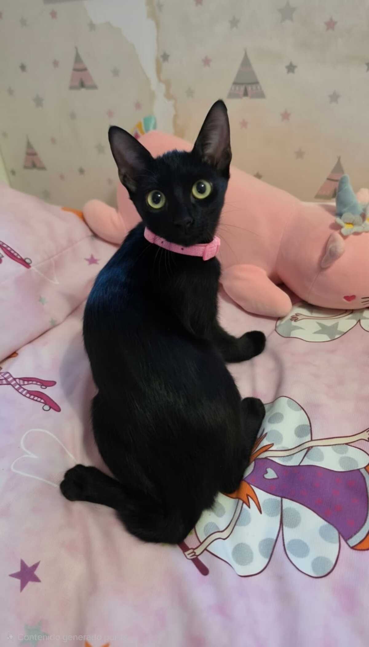 Adoption Julieta