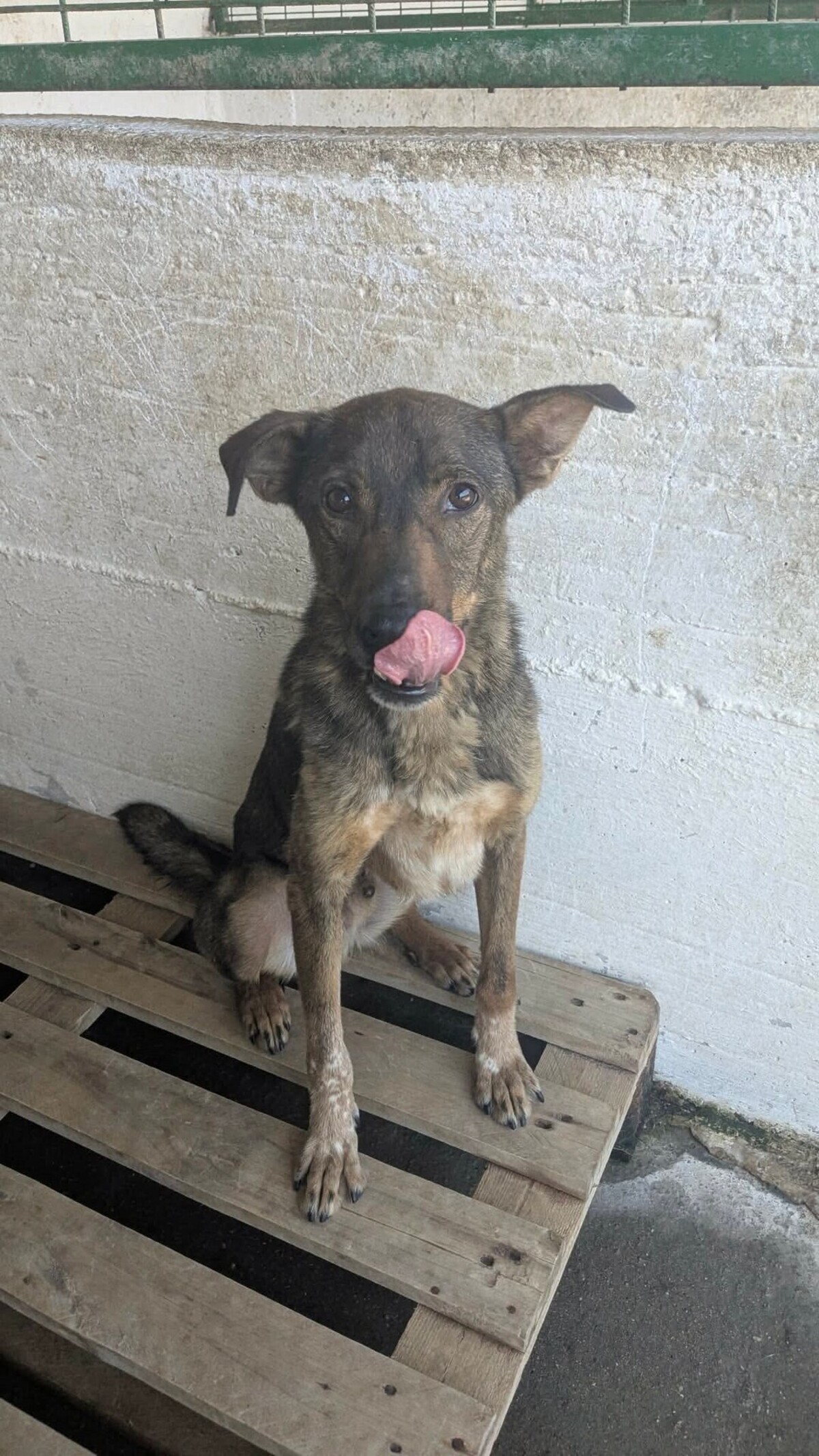 Adoption Pancake