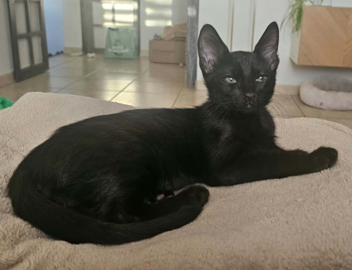 Adoption Grover