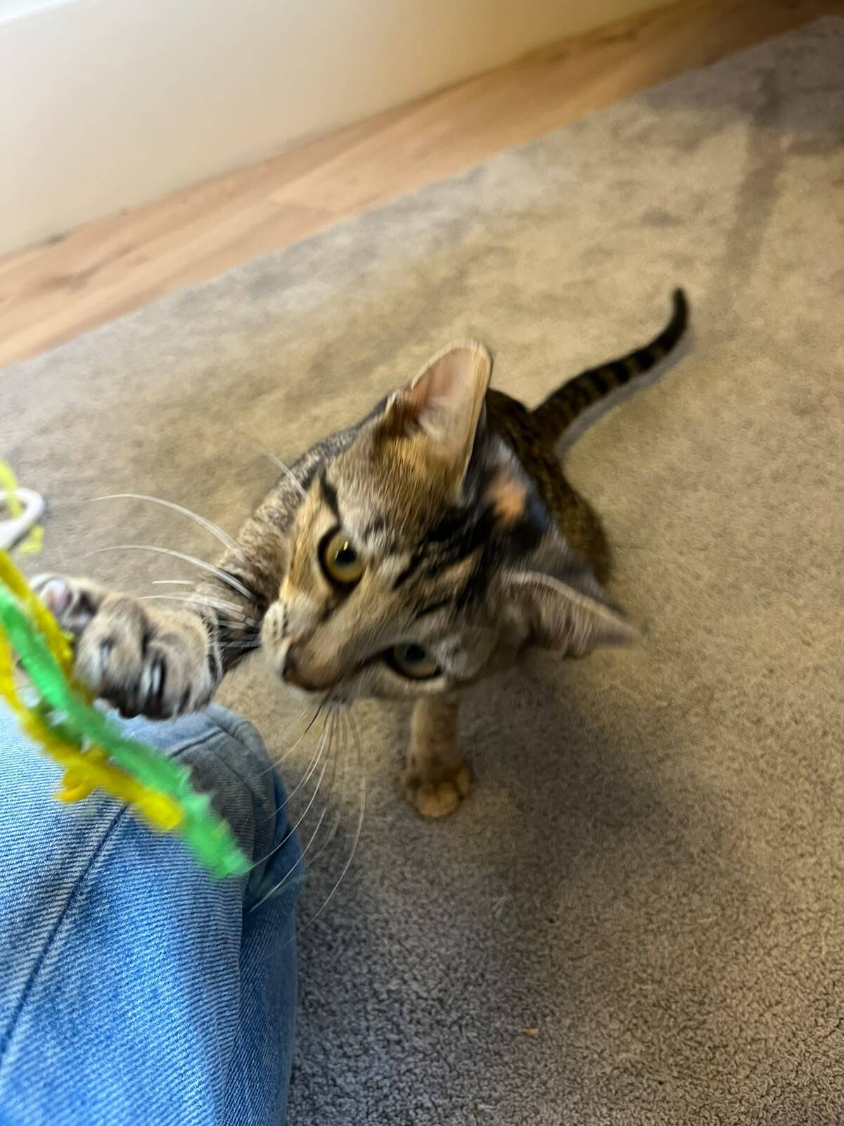 Adoption Panteria