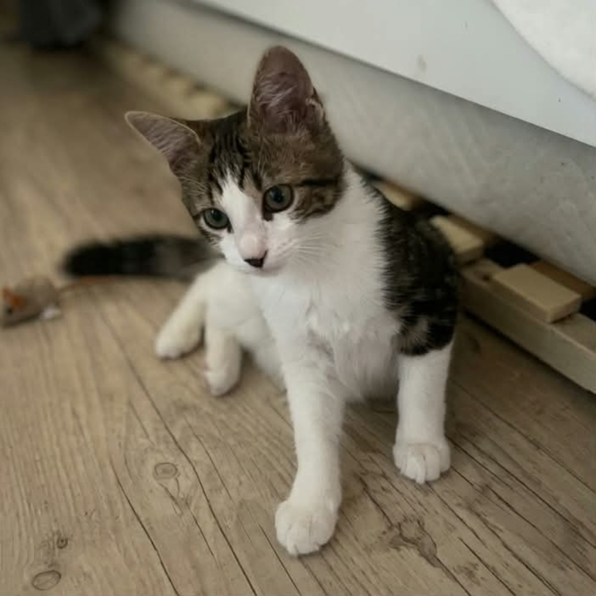 Adoption Blini et Bond