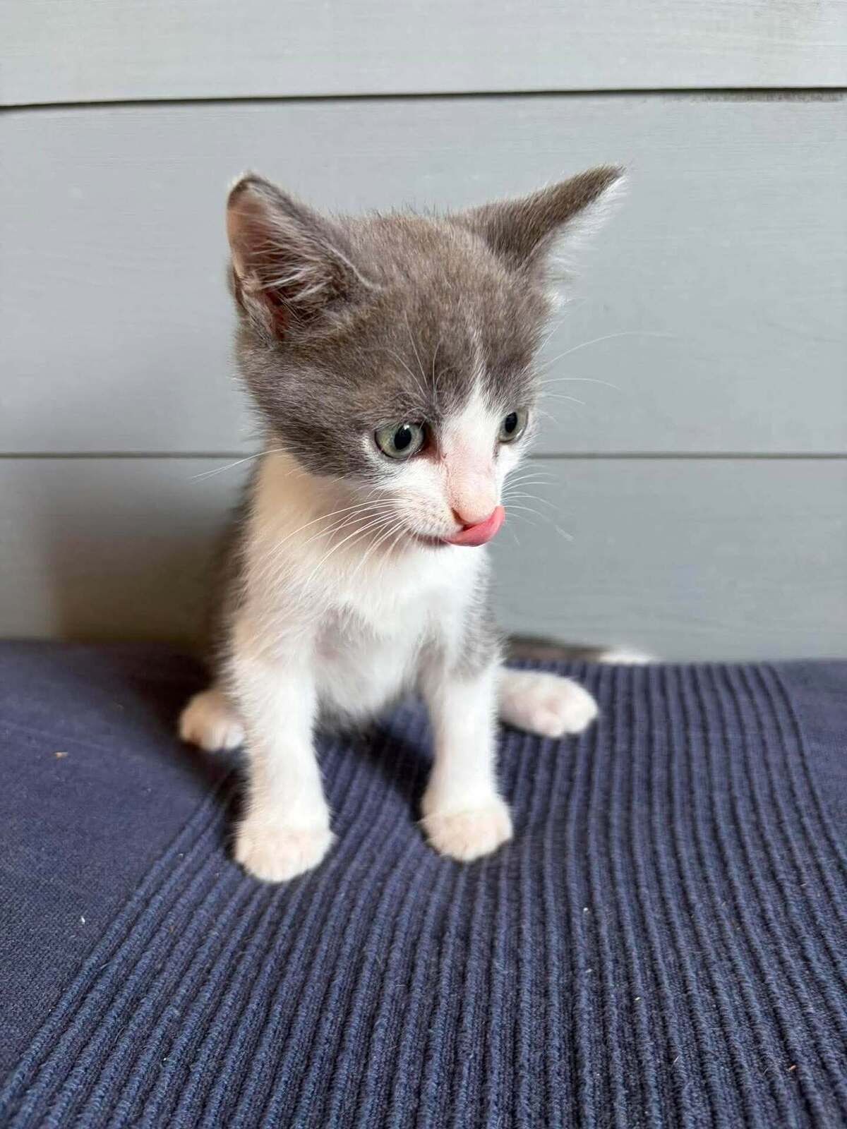 Adoption Bro