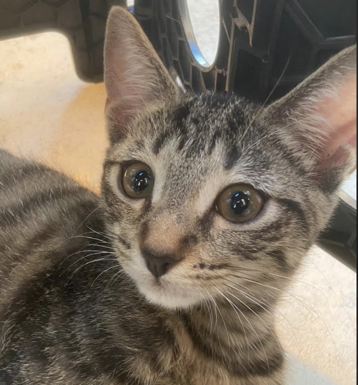 Adoption BLAKE ET BILLIE 