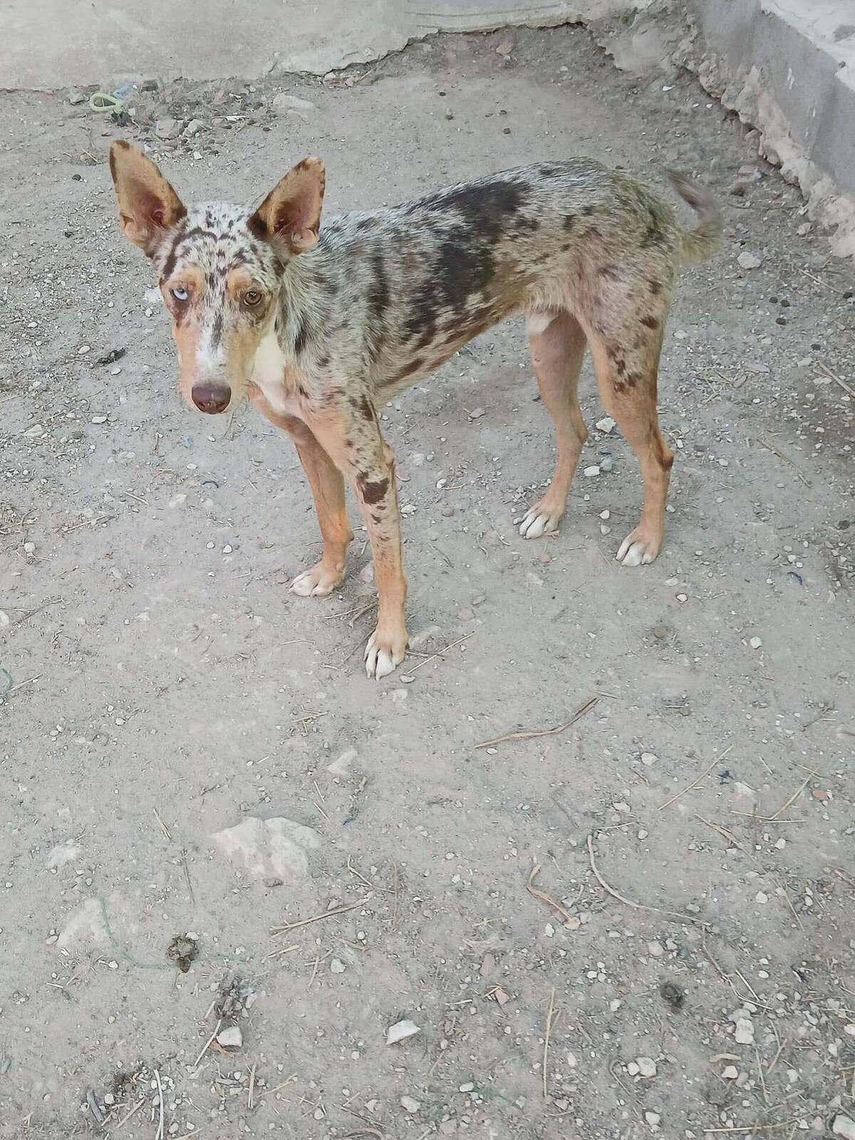 Adoption Epi