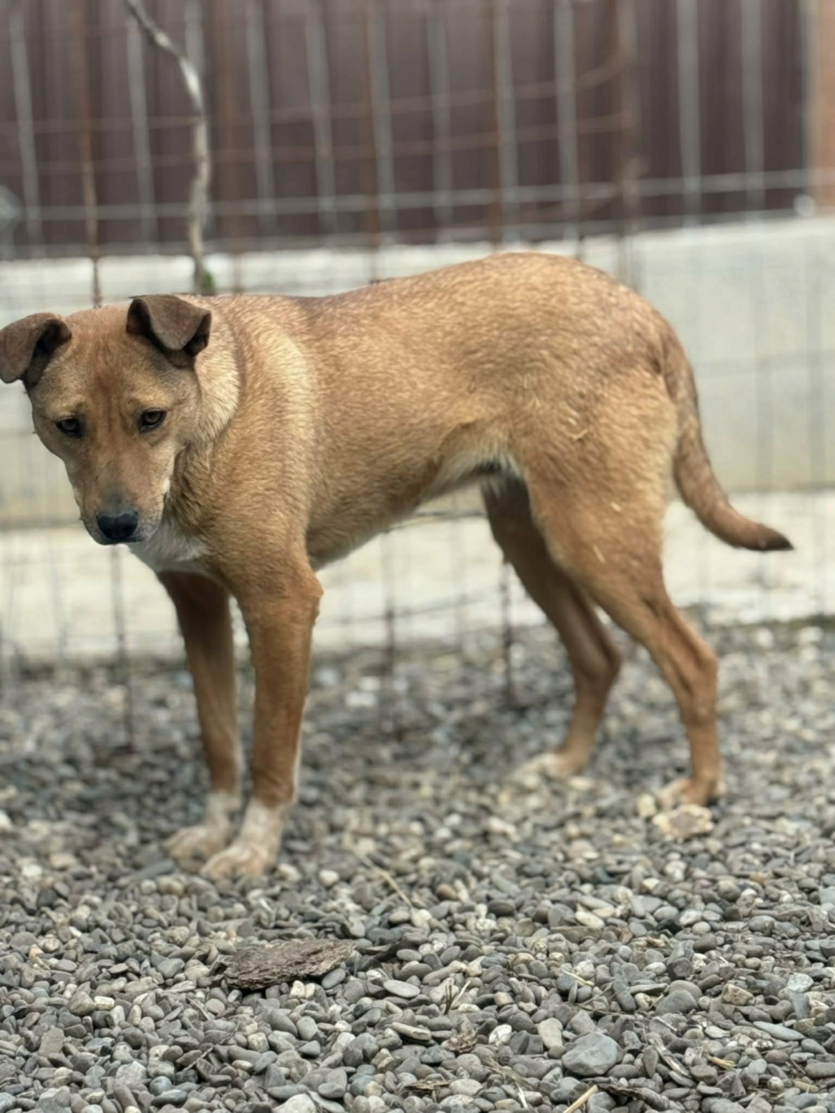 Adoption Mindy