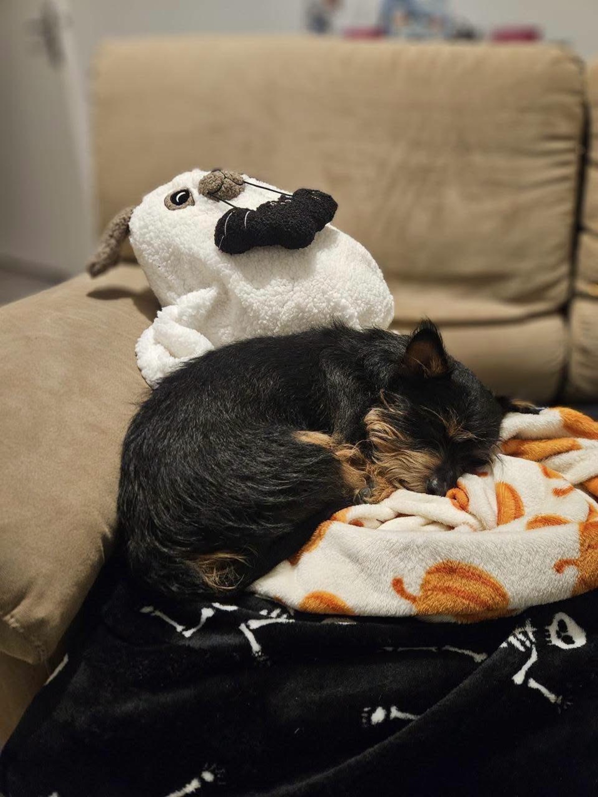 Adoption Mogwai