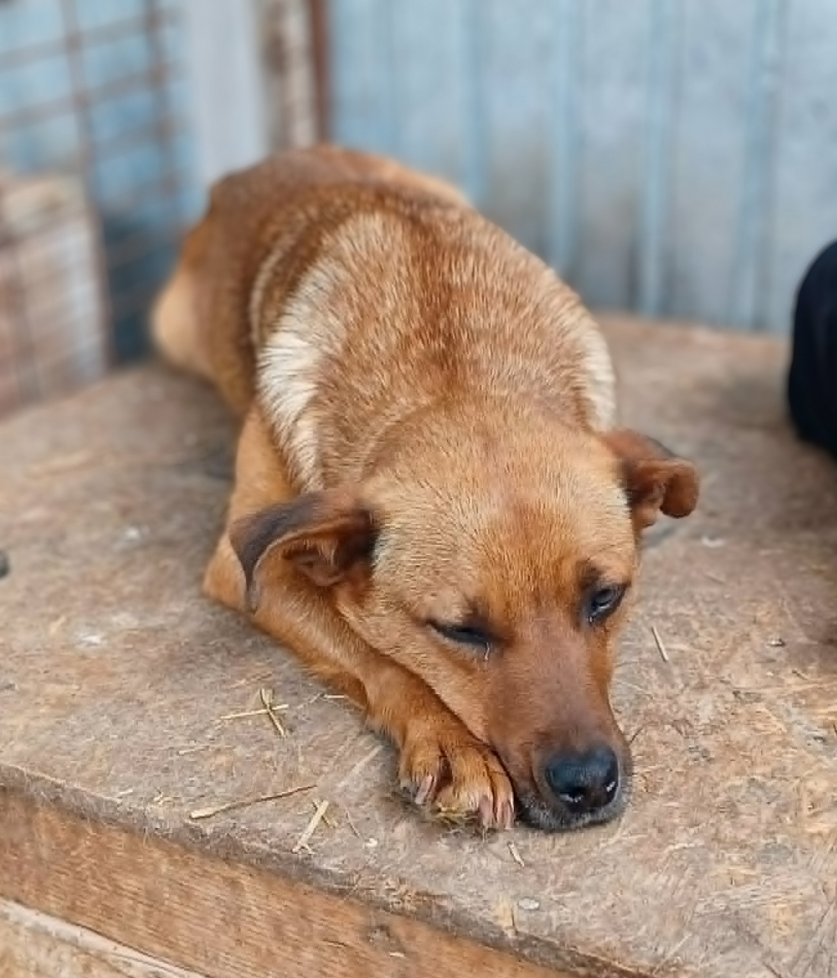 Adoption Sépia