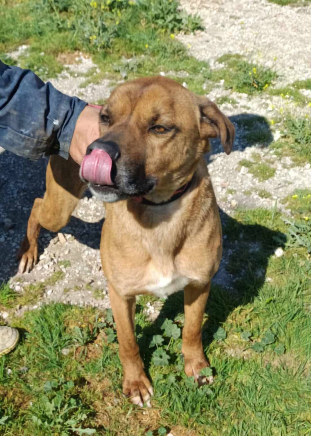 Adoption Brownie