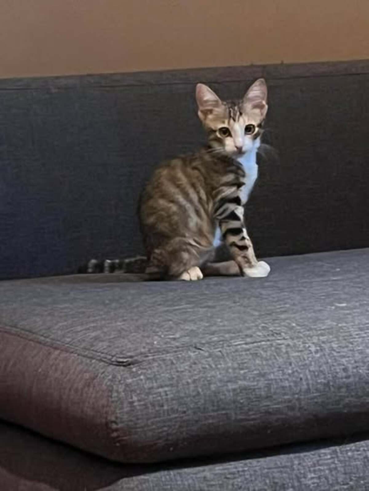 Adoption Thelma
