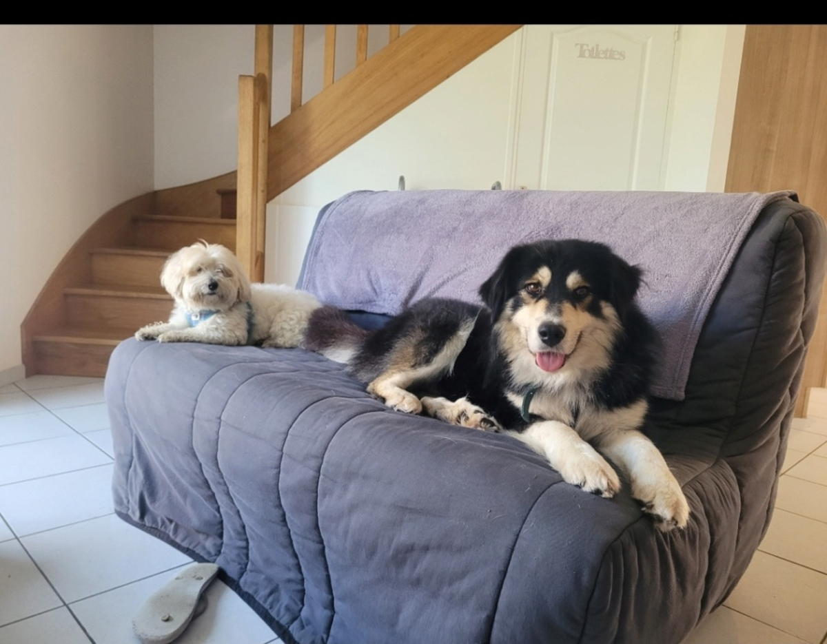 Adoption Nyssen
