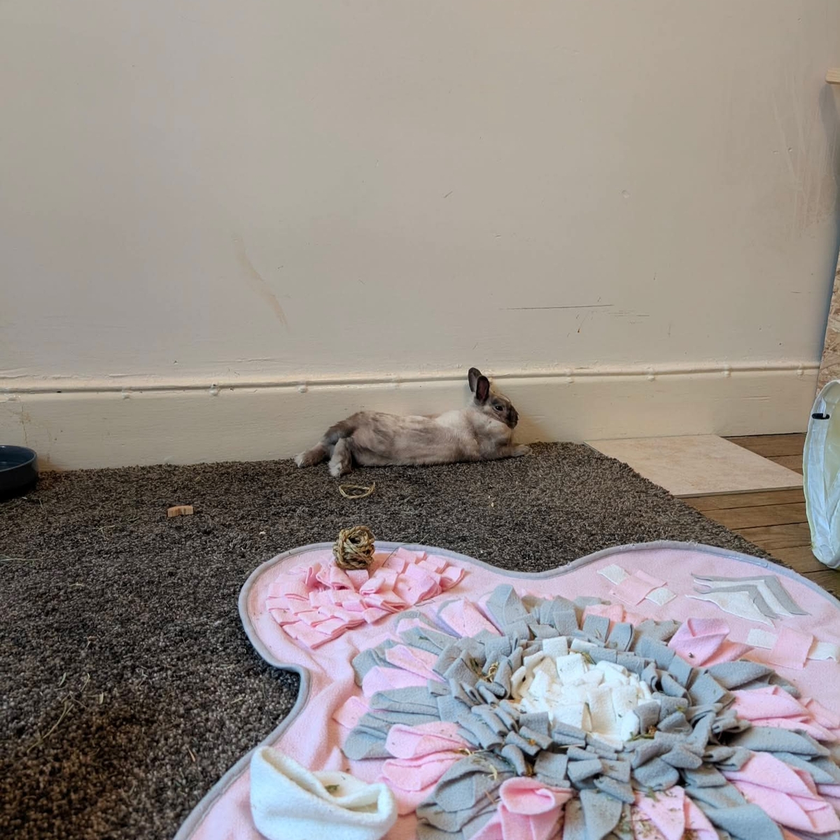 Adoption Alfred