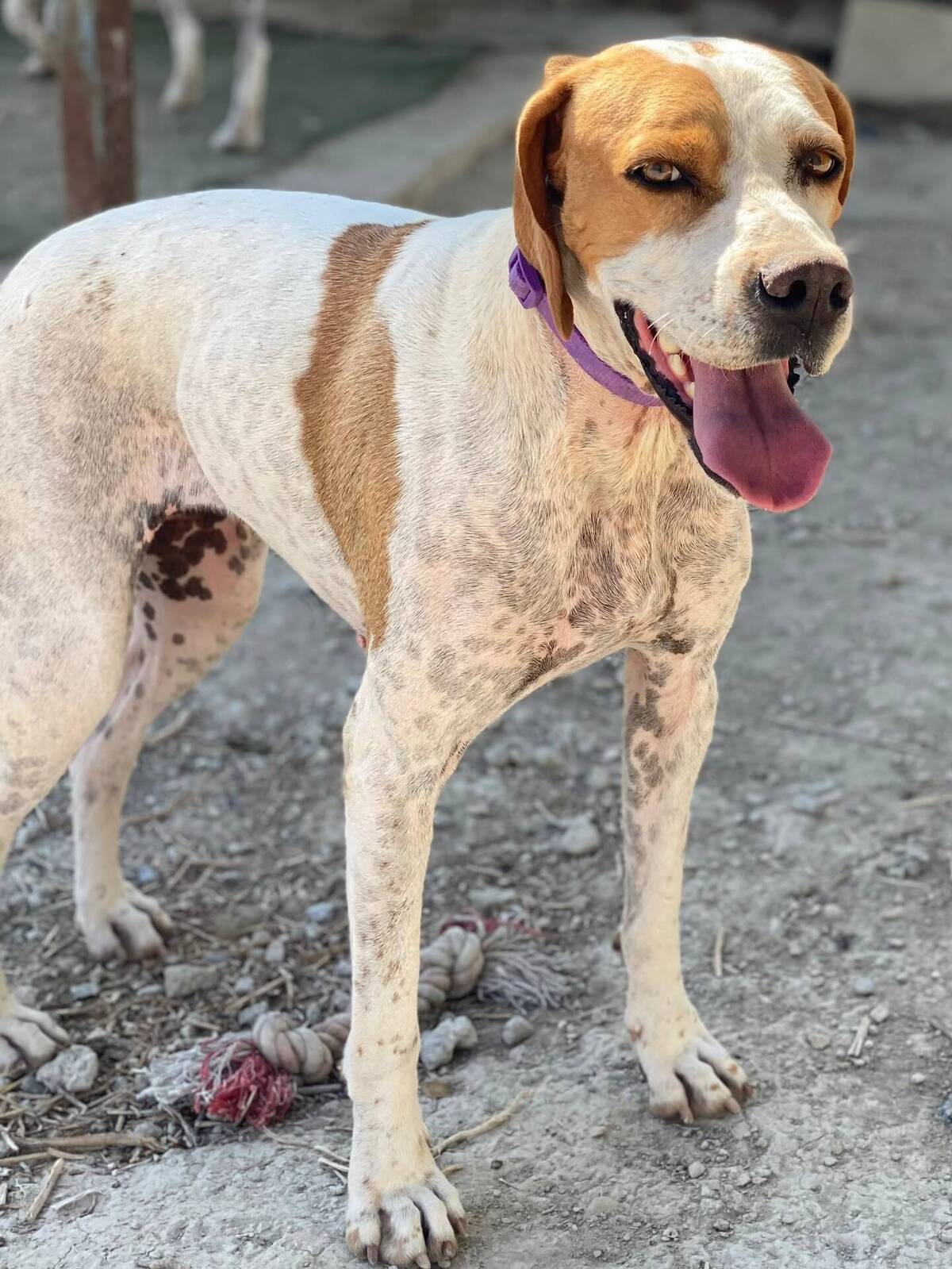 Adoption Ellie