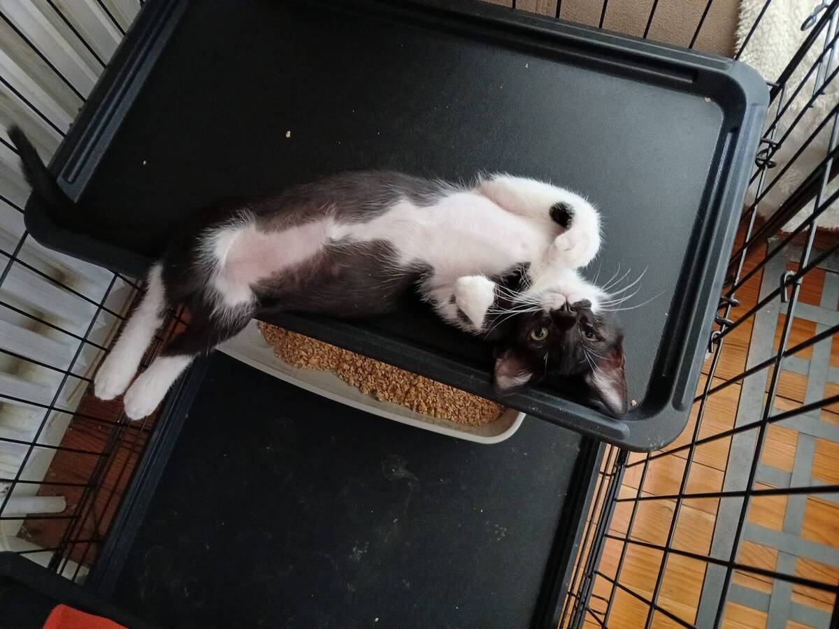 Adoption Bandit