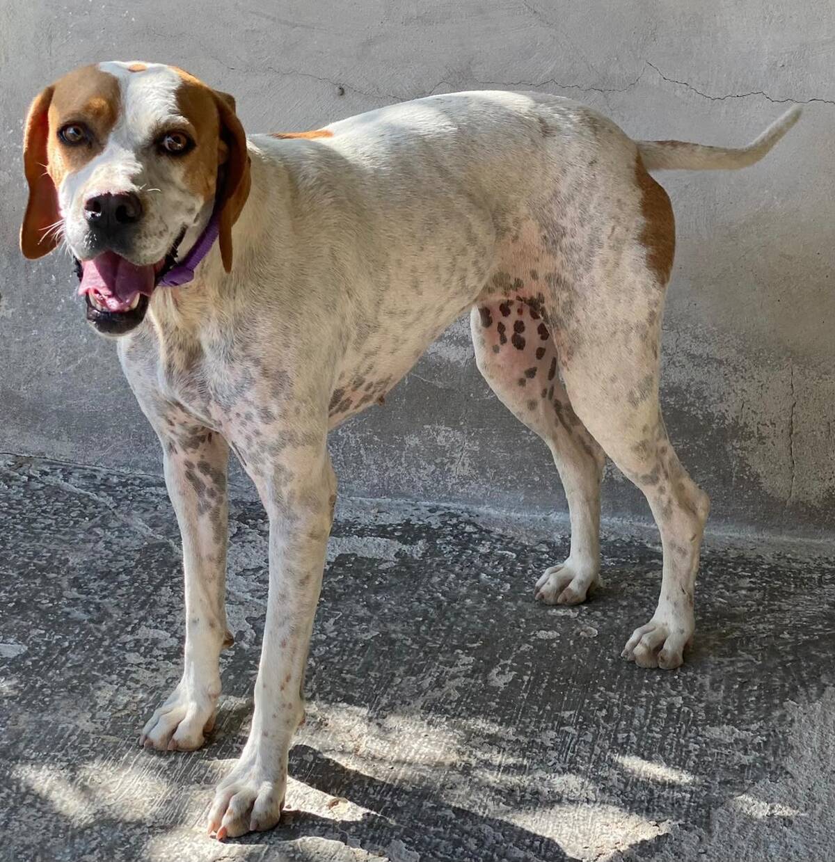 Adoption Ellie