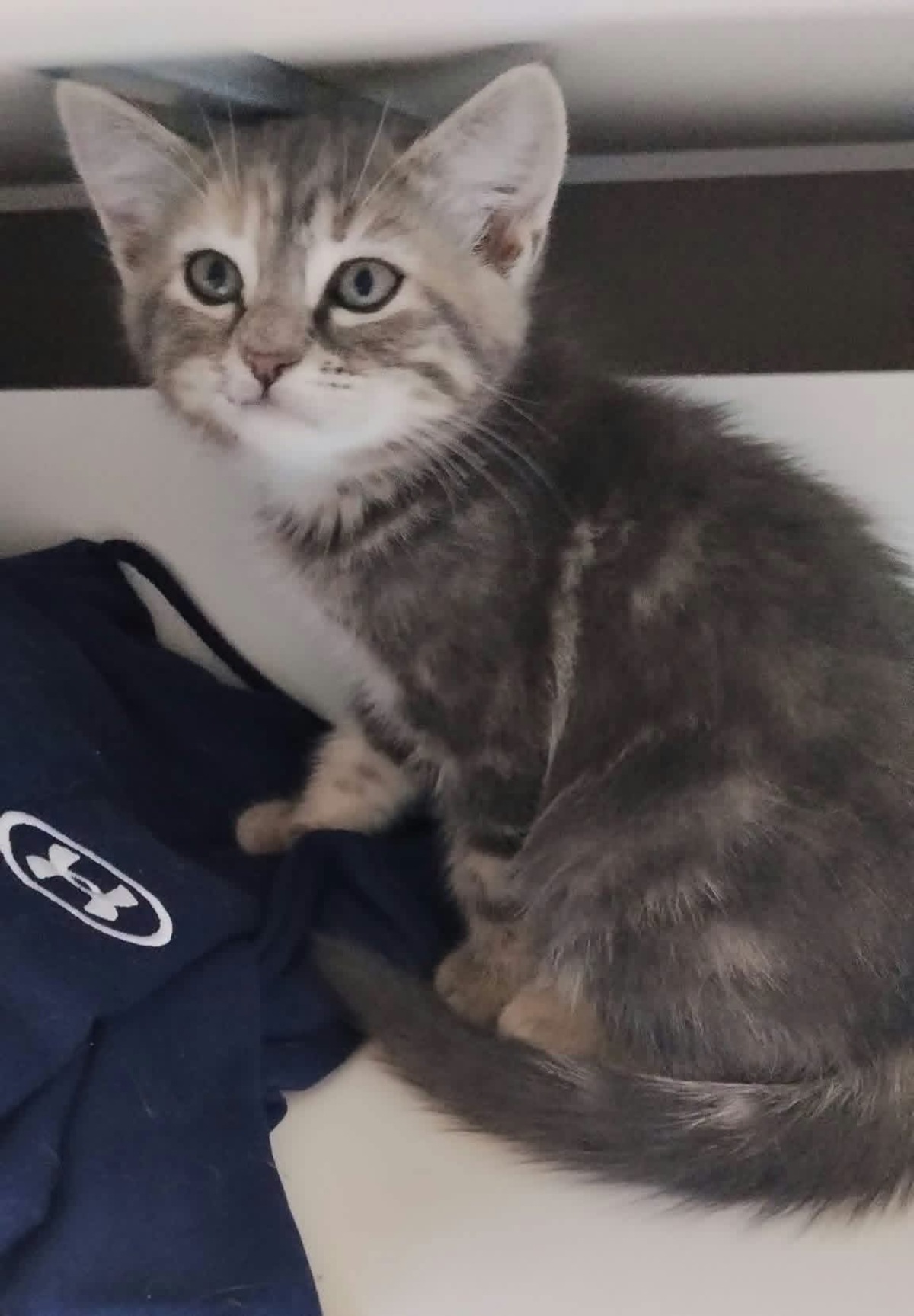 Adoption Wata et Akari