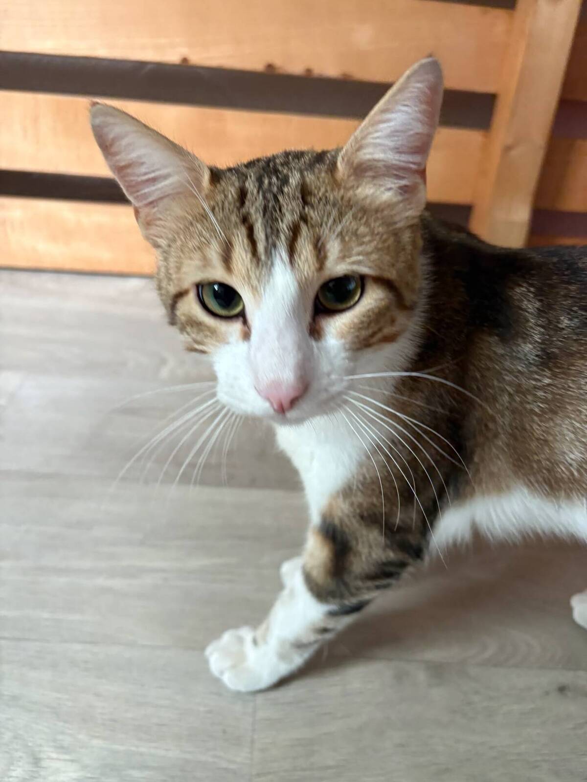 Adoption Pistache