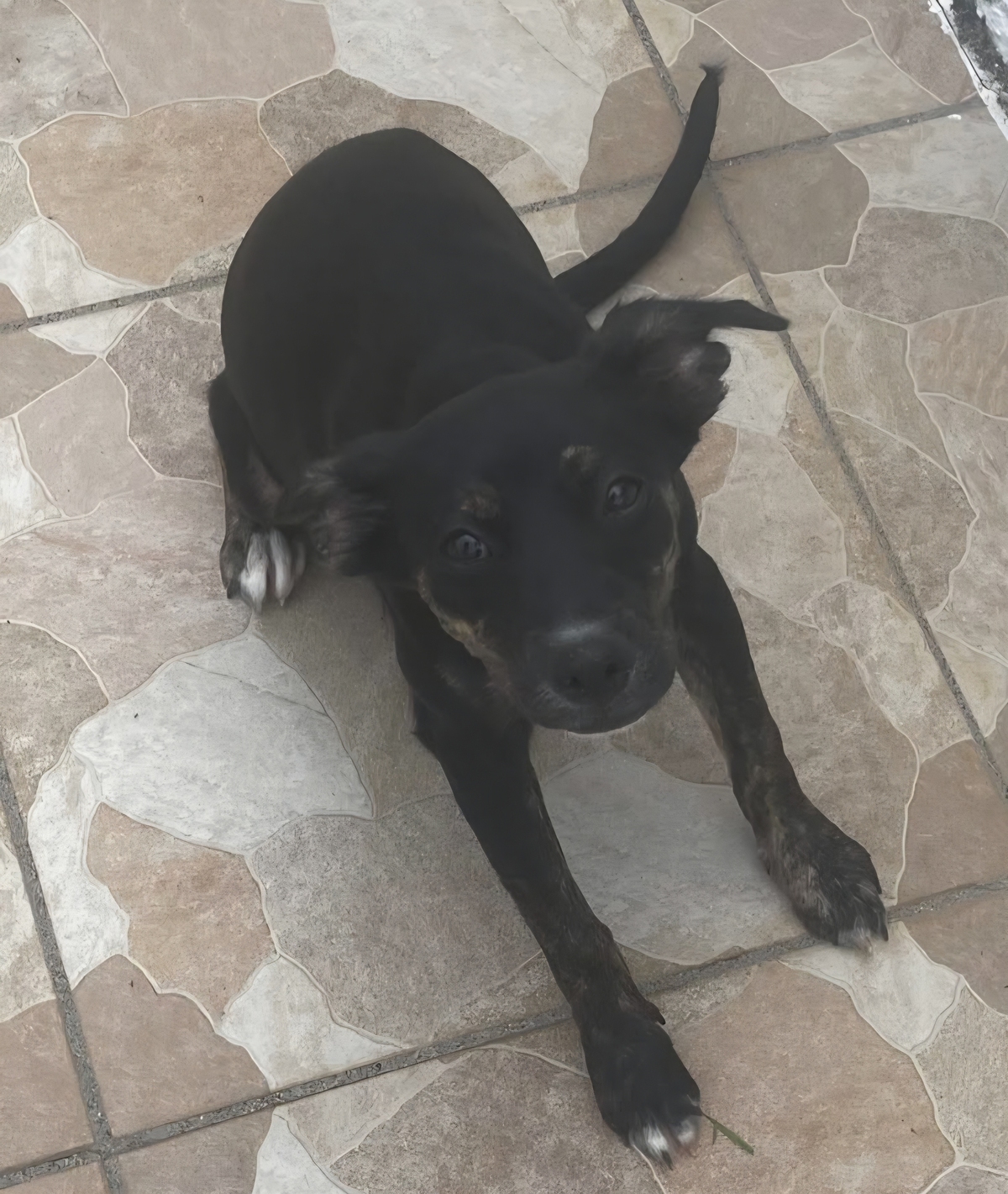 Adoption Tylia
