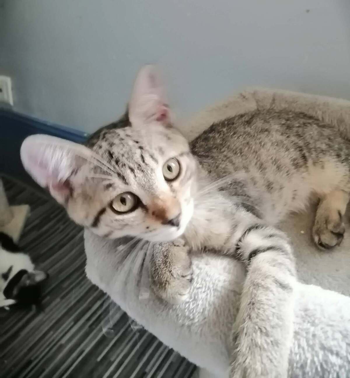 Adoption BELLA