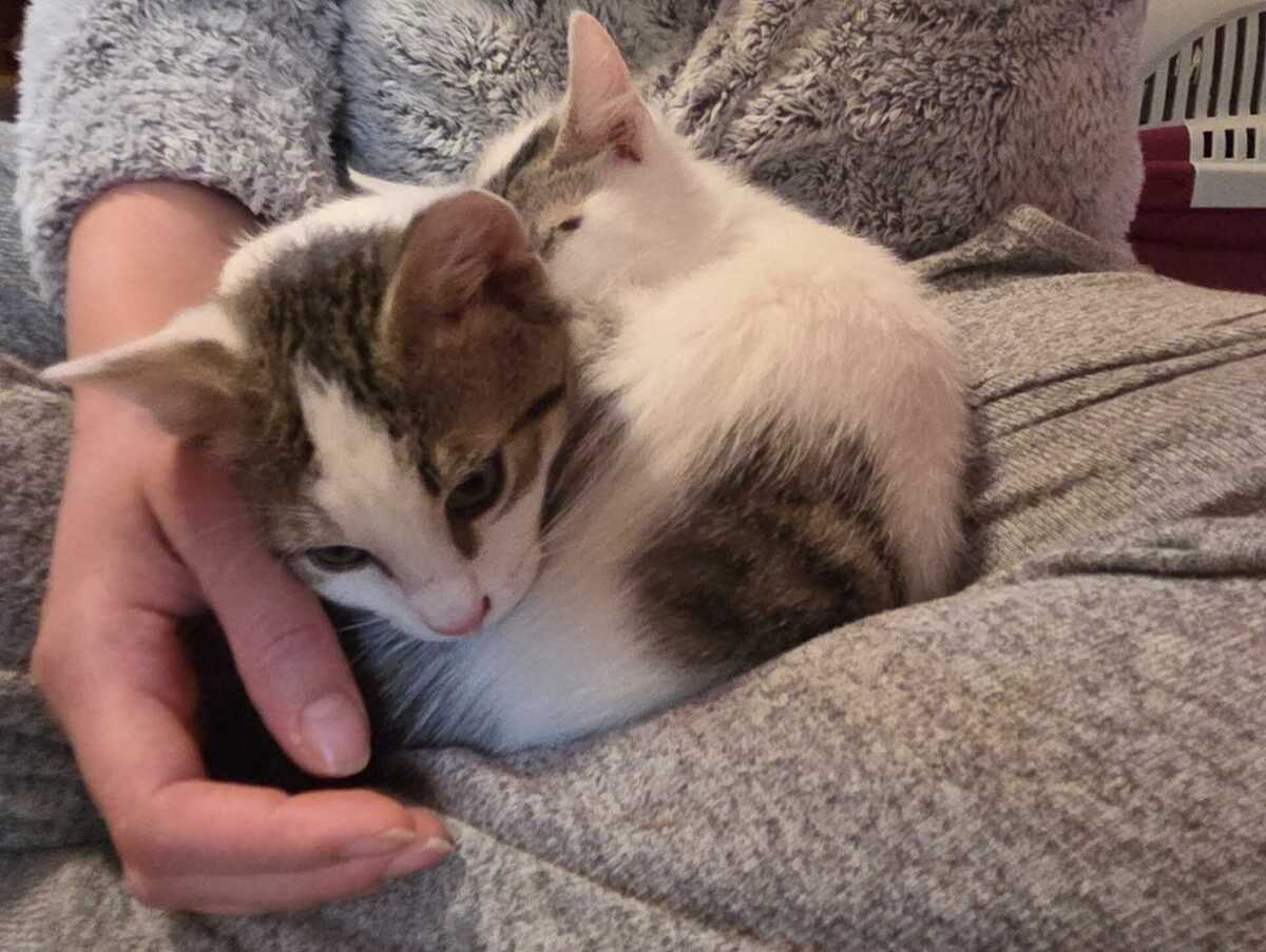 Adoption Bentley