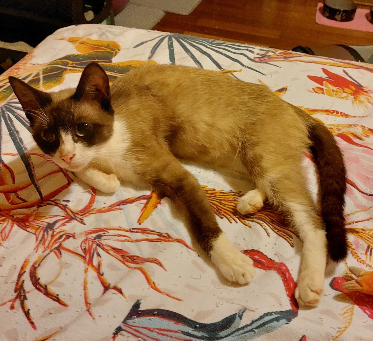 Adoption Calipso