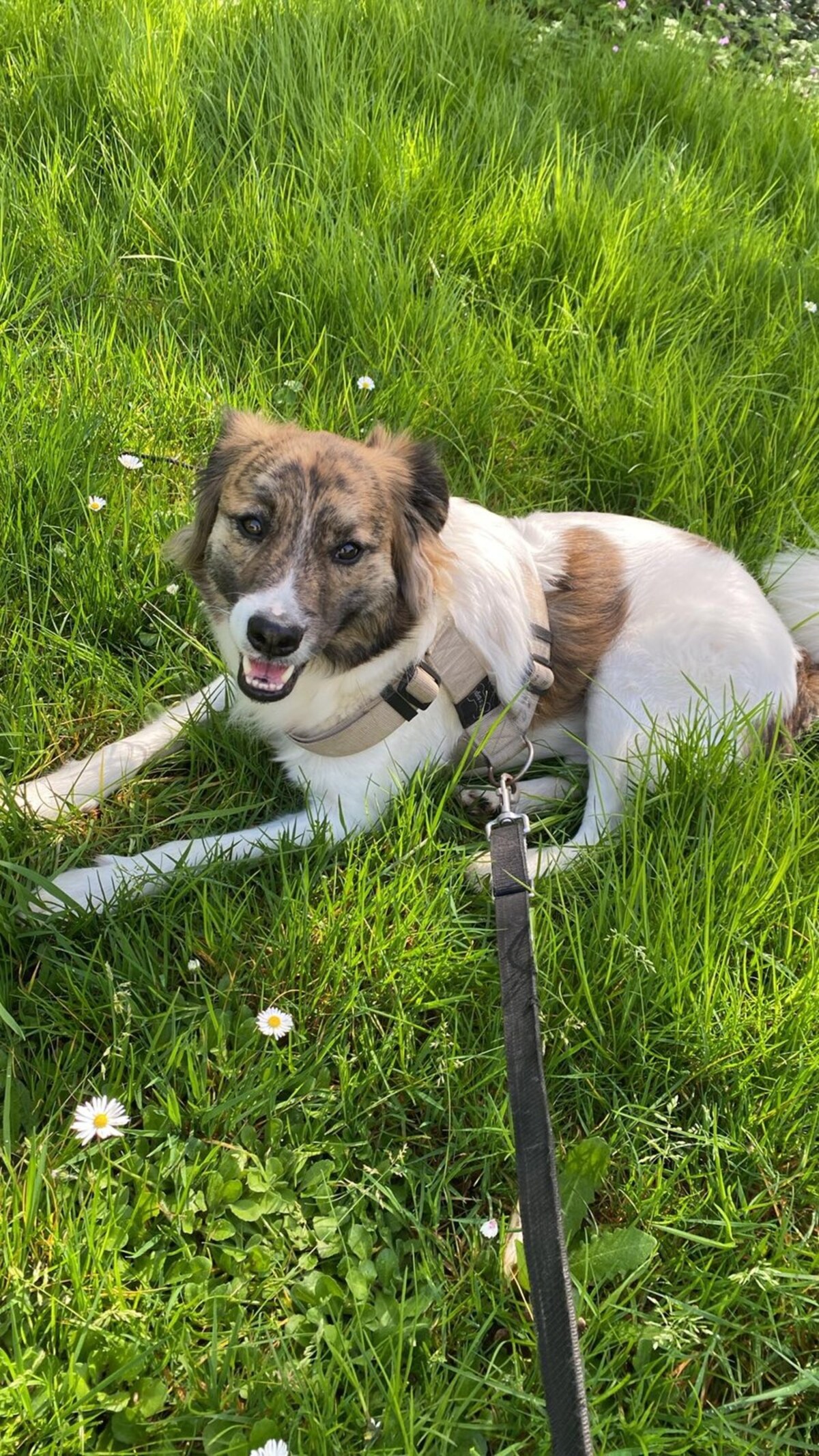 Adoption Balto
