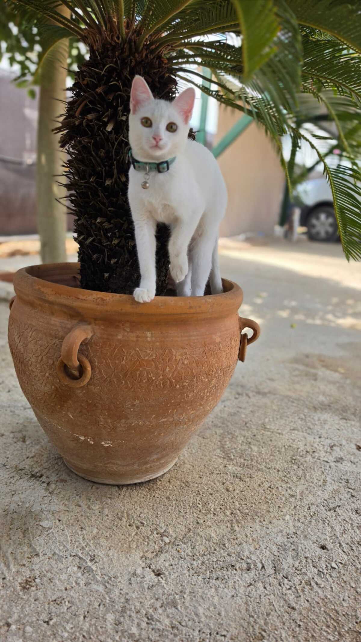 Adoption Lina