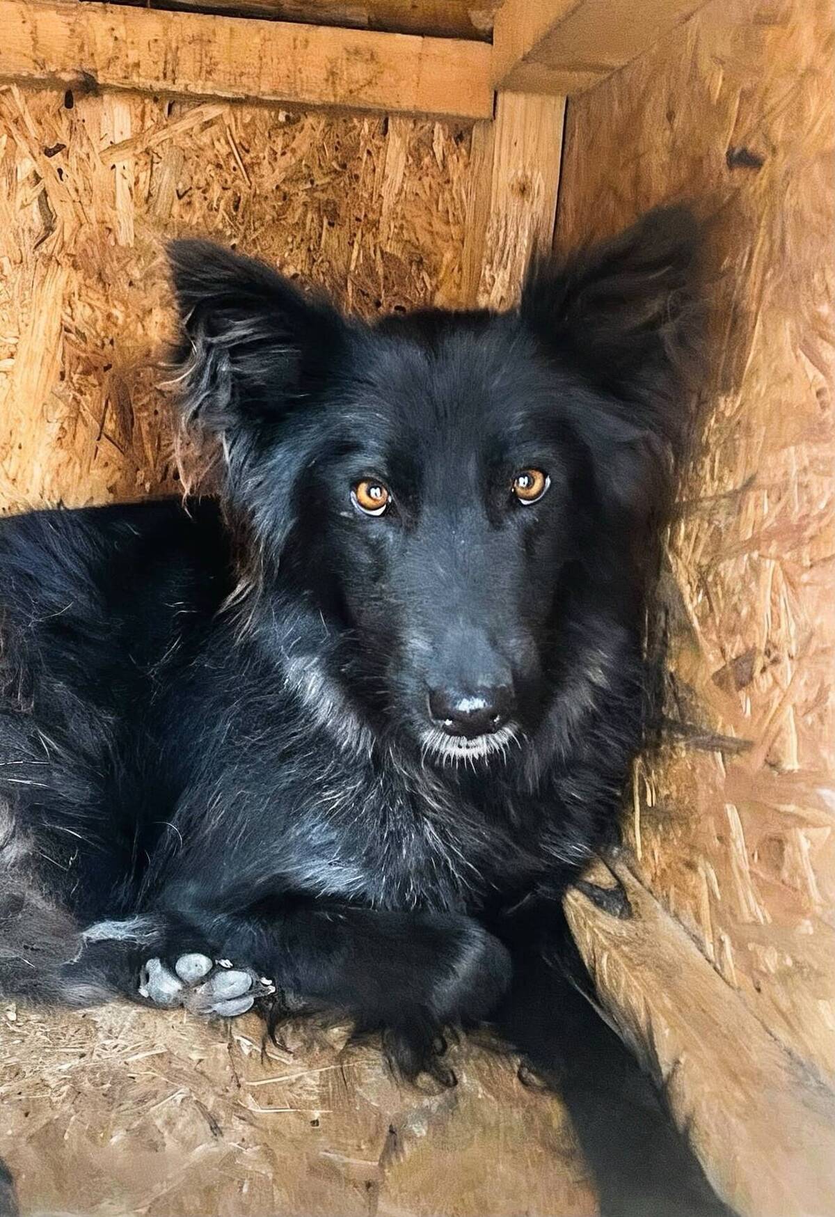 Adoption Lia