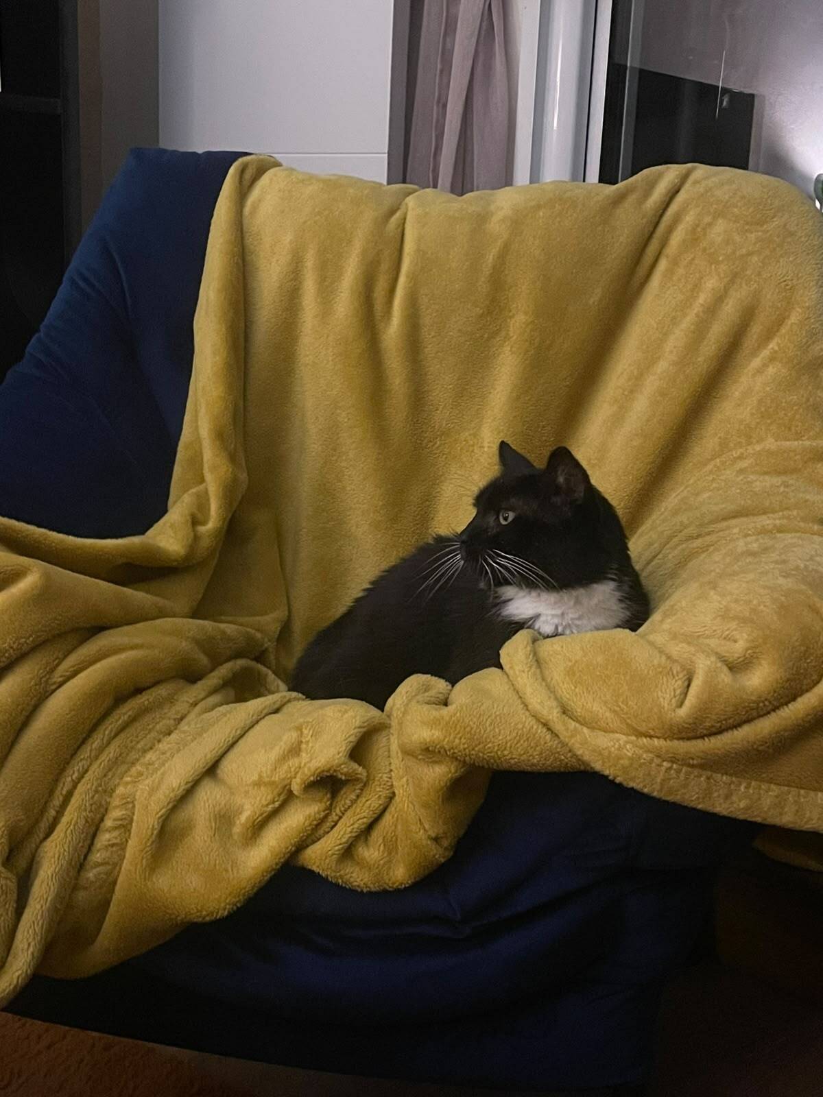 Adoption FRUHLING