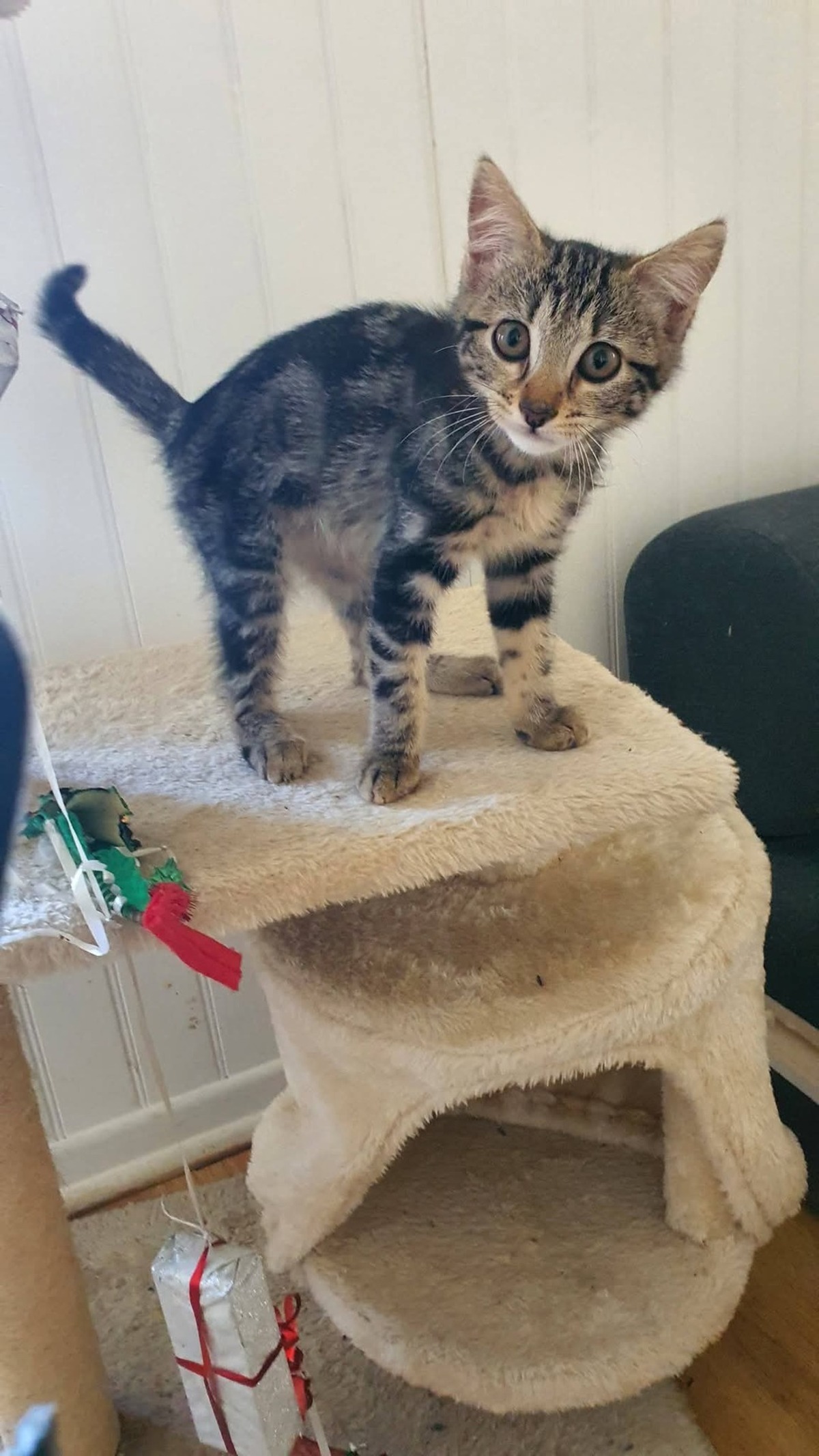 Adoption Zinia