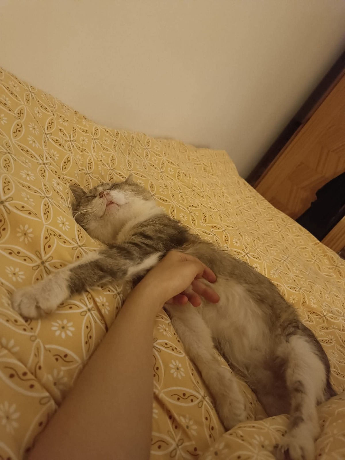 Adoption FRITILLE
