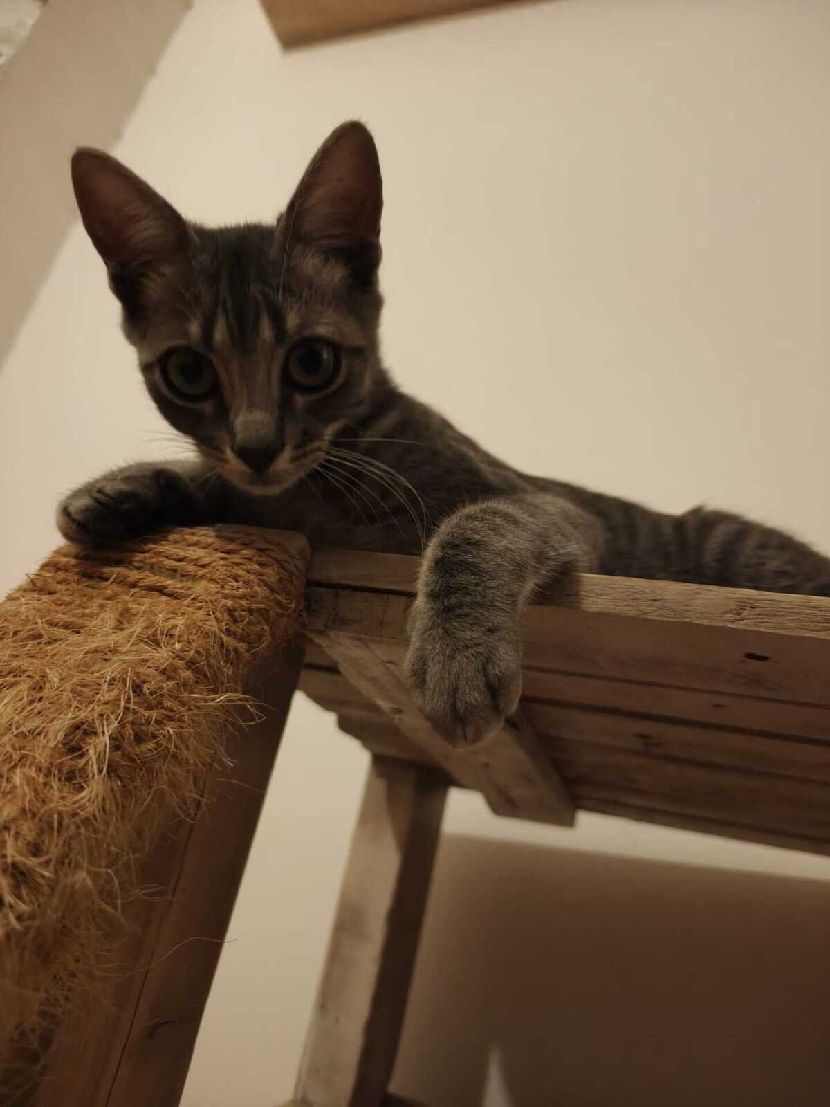 Adoption Benito