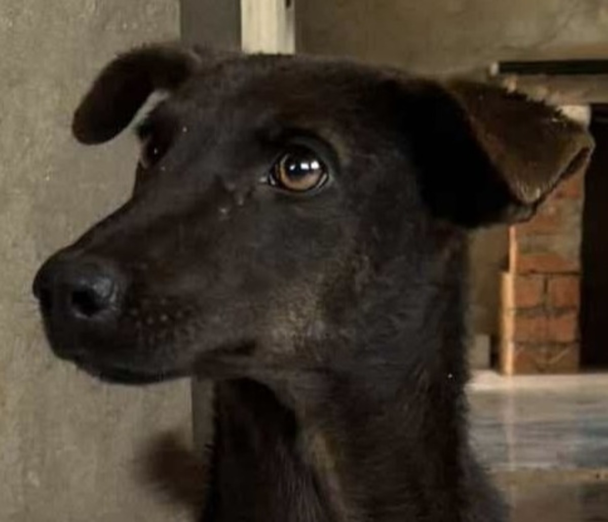 Adoption Doggy