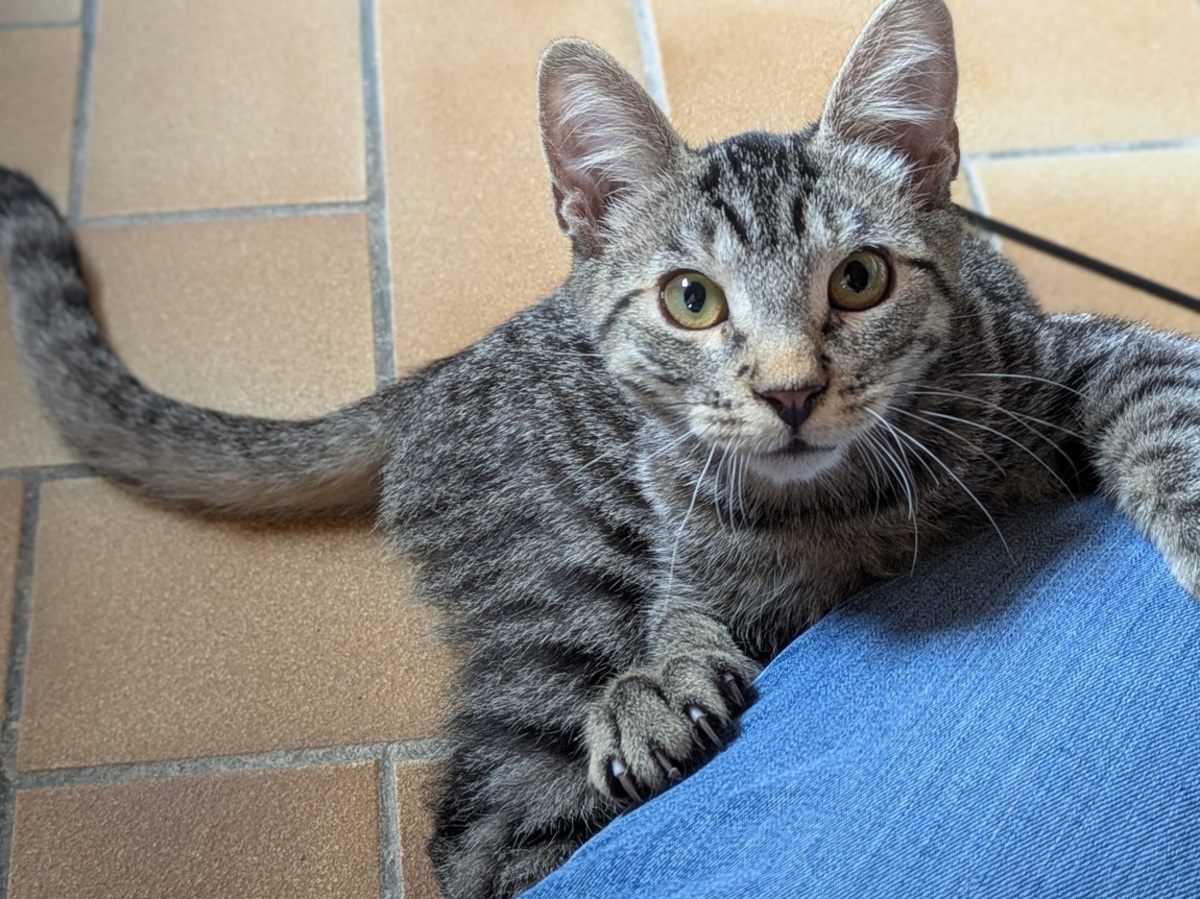 Adoption BAMBI