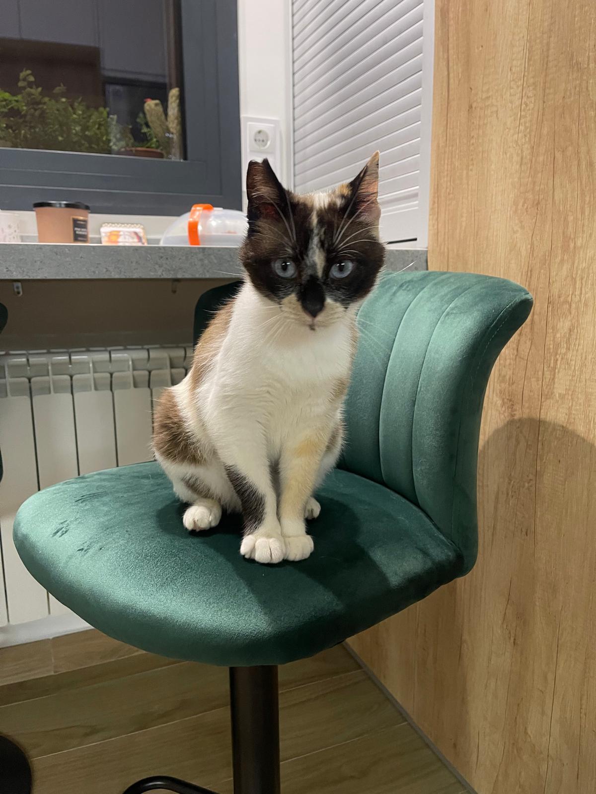 Adoption Mulan