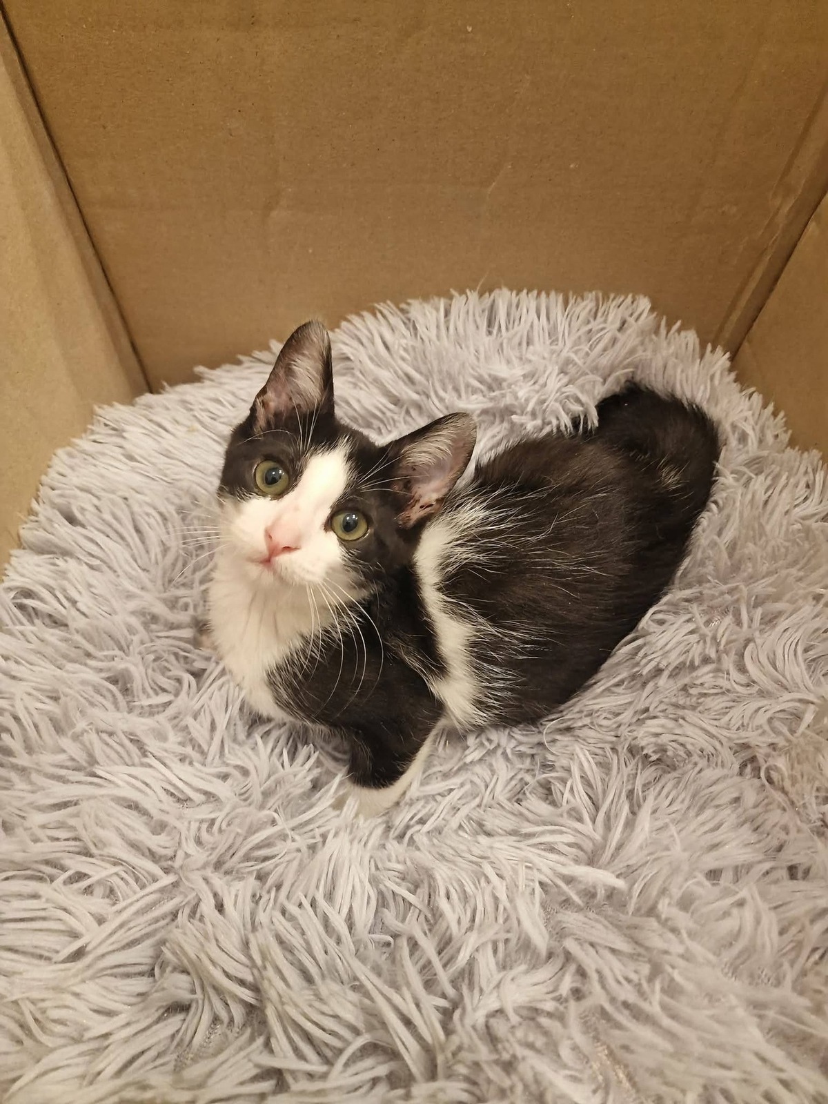 Adoption HELIA